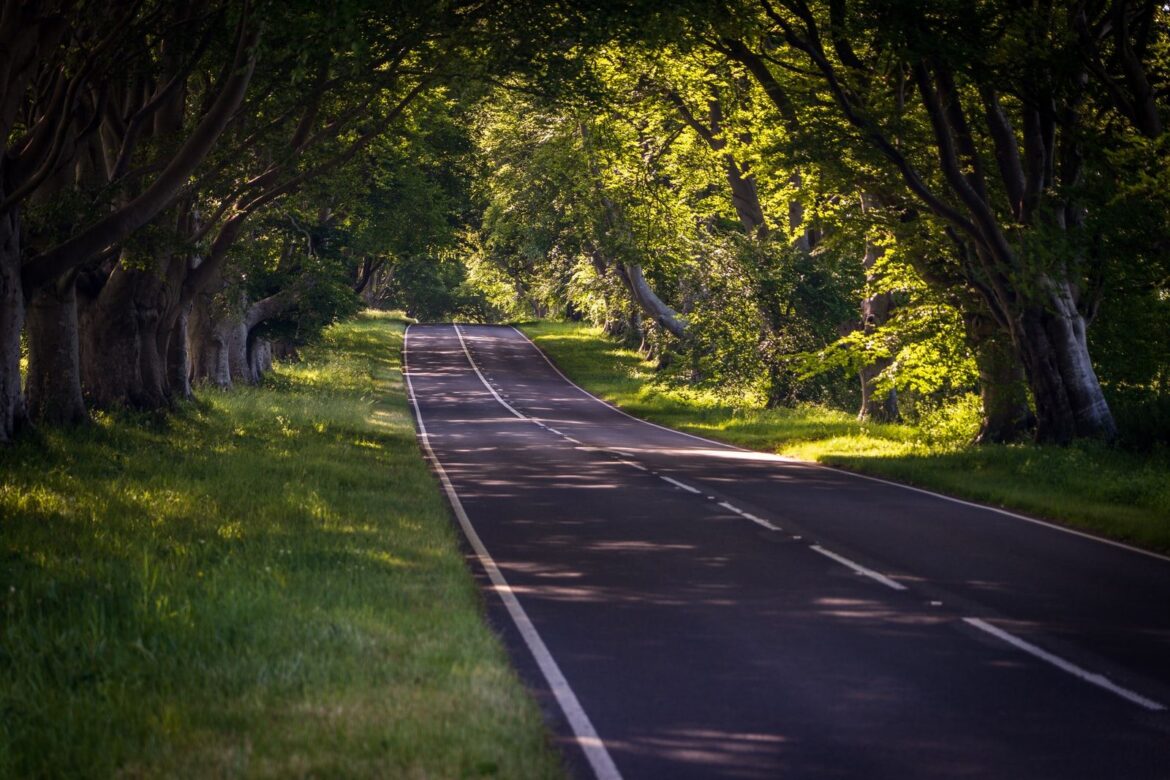 gray concrete road between green grass and trees during daytime
